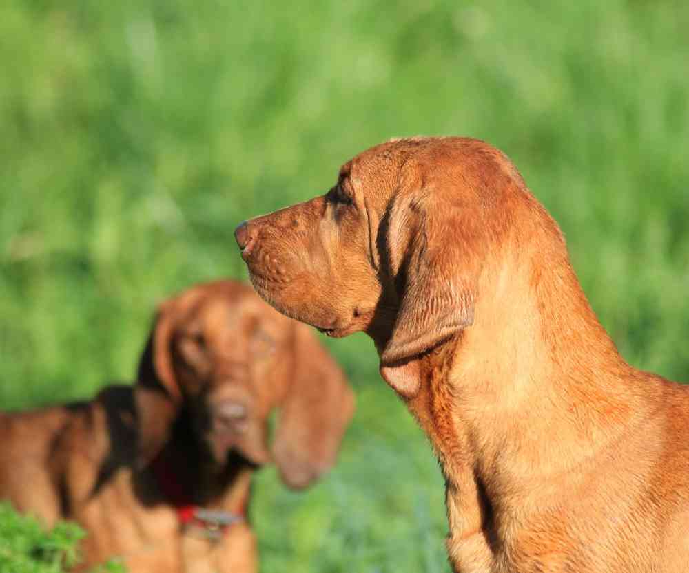 Redbone Coonhound Puppies for Sale