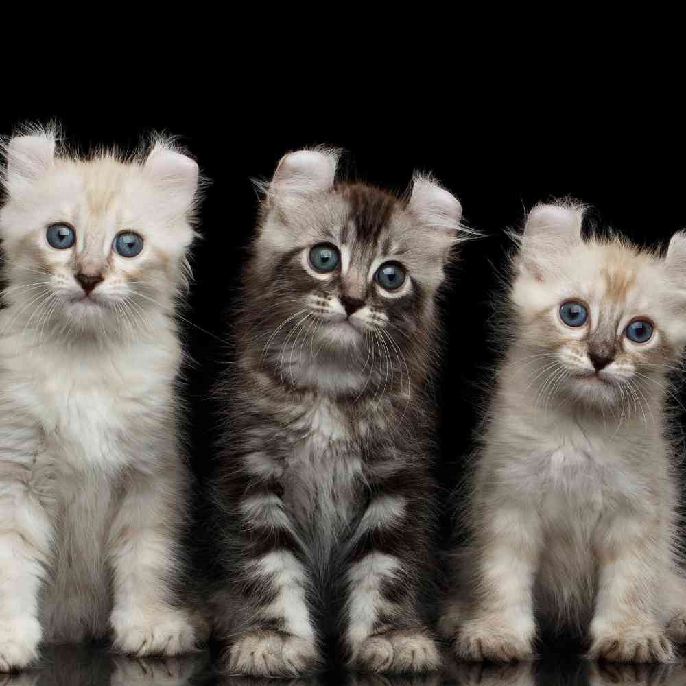 American Curl Kittens for Sale