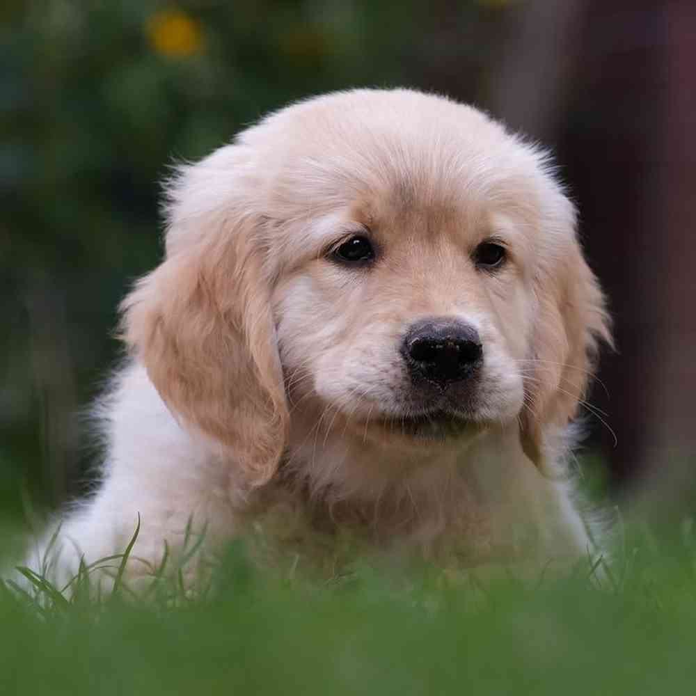 Female Golden Retriever Dog for Sale in Herndon, VA