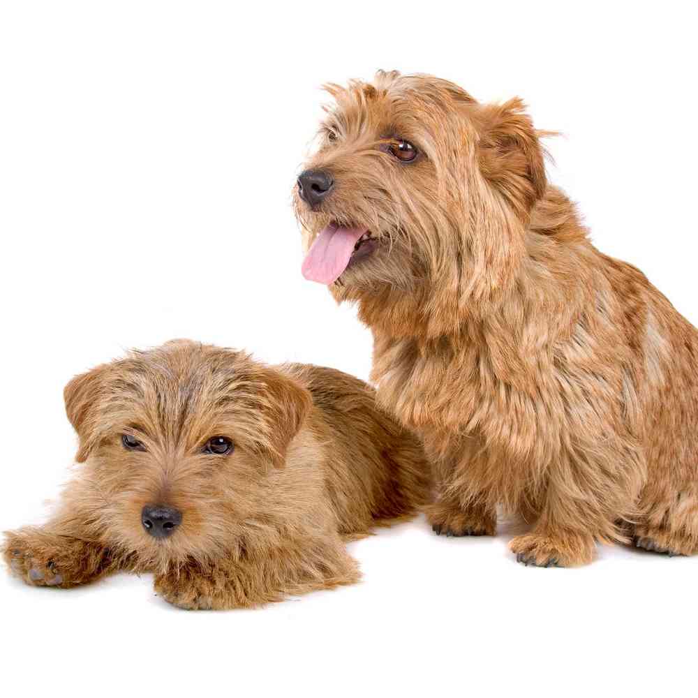 Norfolk Terrier Puppies for Sale