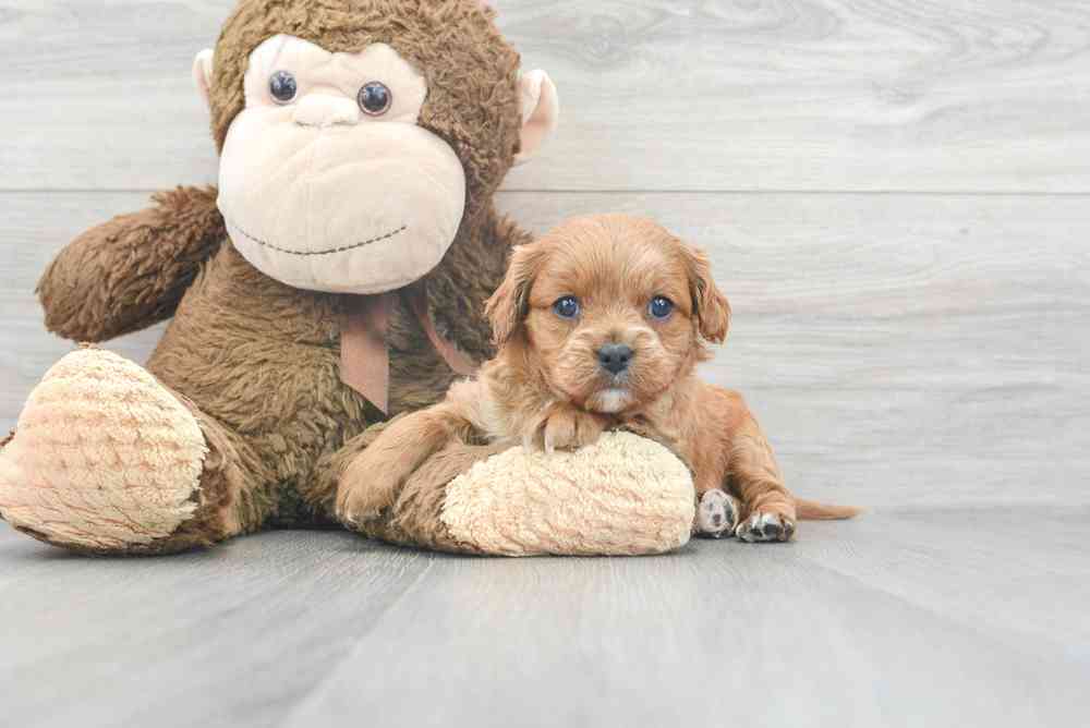 cavapoo-zale-9850163283975570.jpg