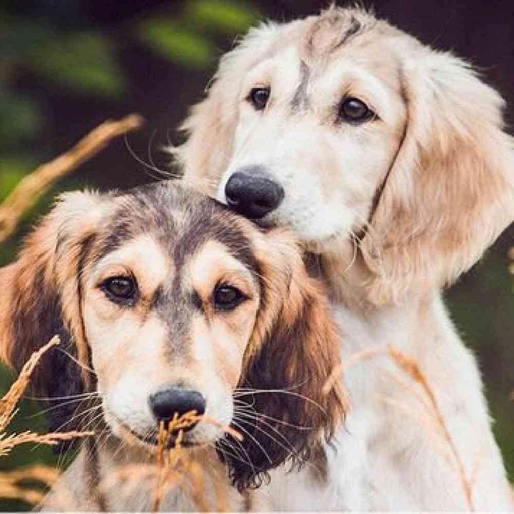 Saluki Puppies for Sale