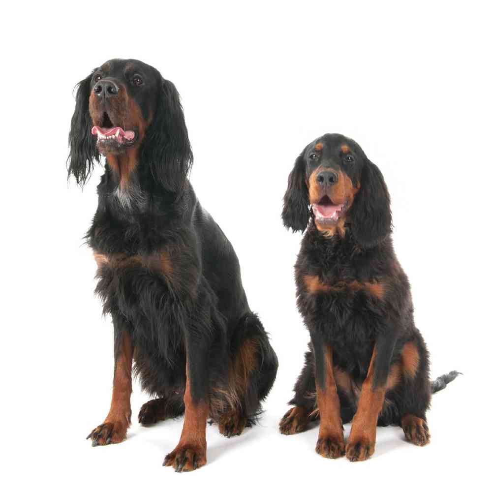 Gordon Setter Puppies for Sale