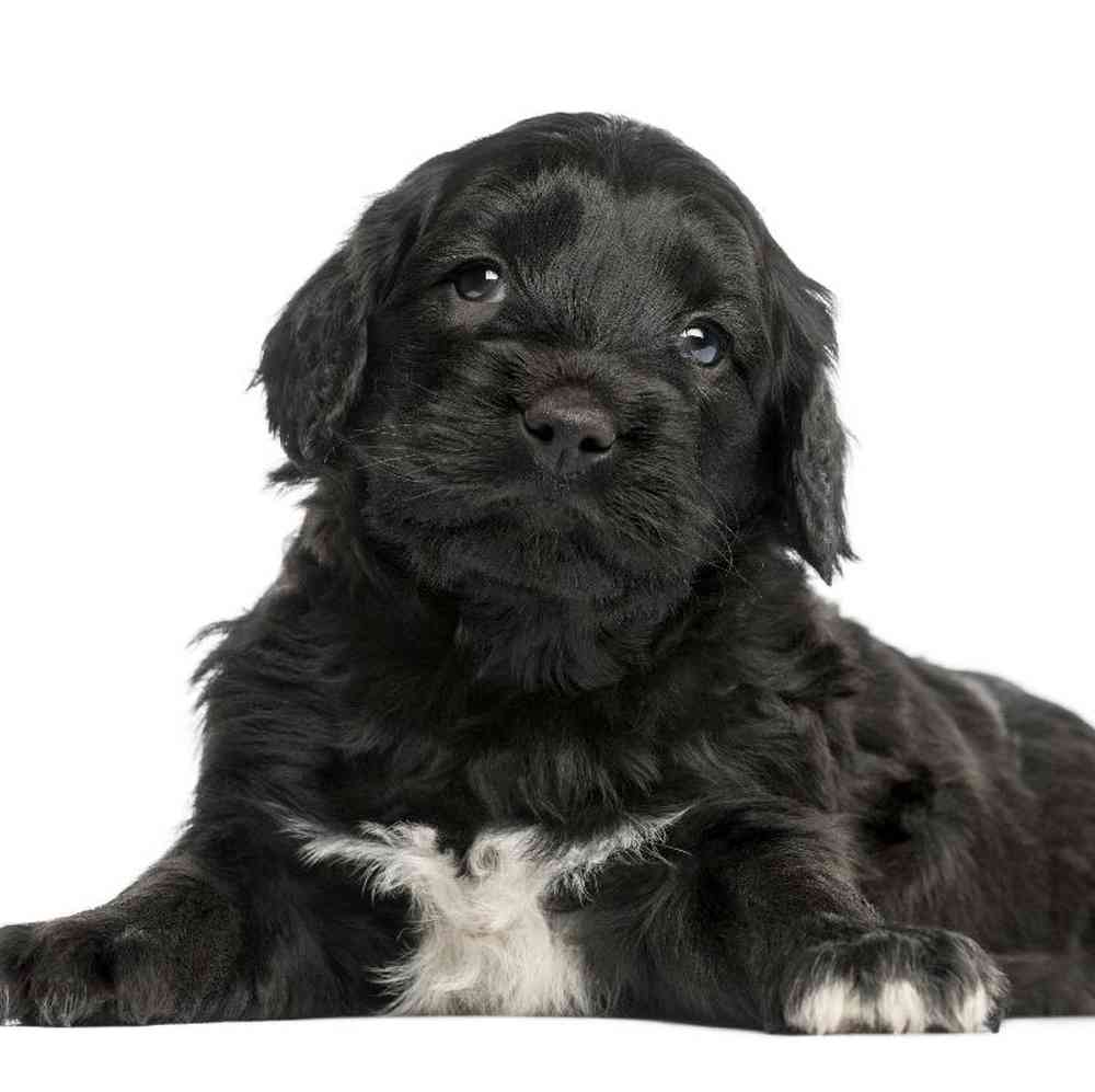 Portuguese Water Dog Puppy