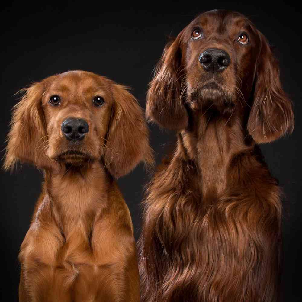 Irish Setter Puppies for Sale