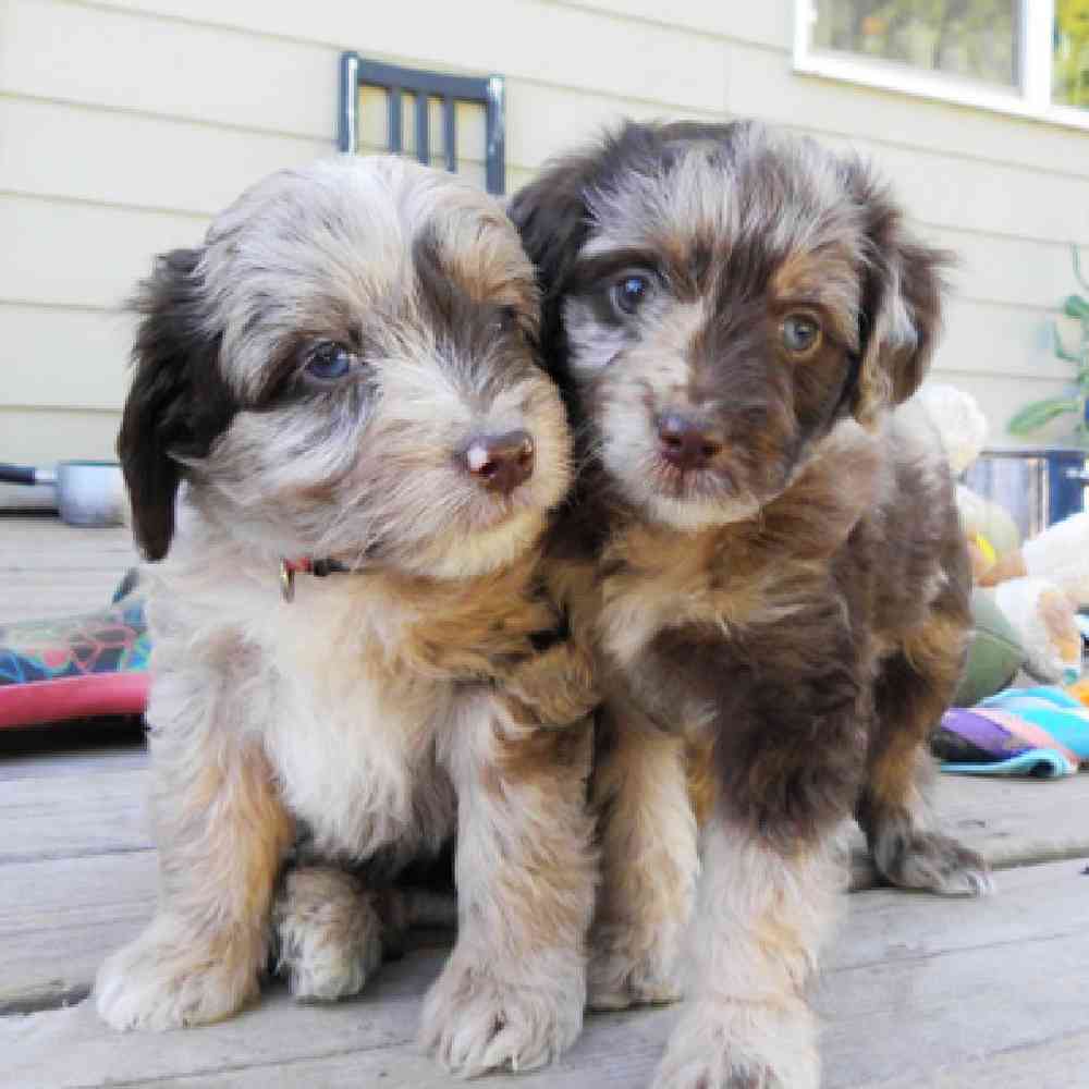 Aussiedoodle Puppies for Sale