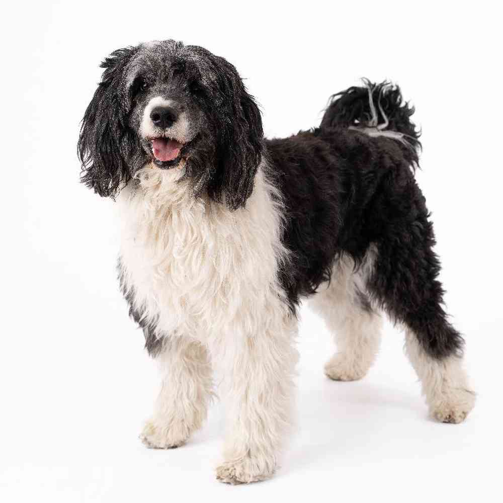 Portuguese Water Dog Puppy