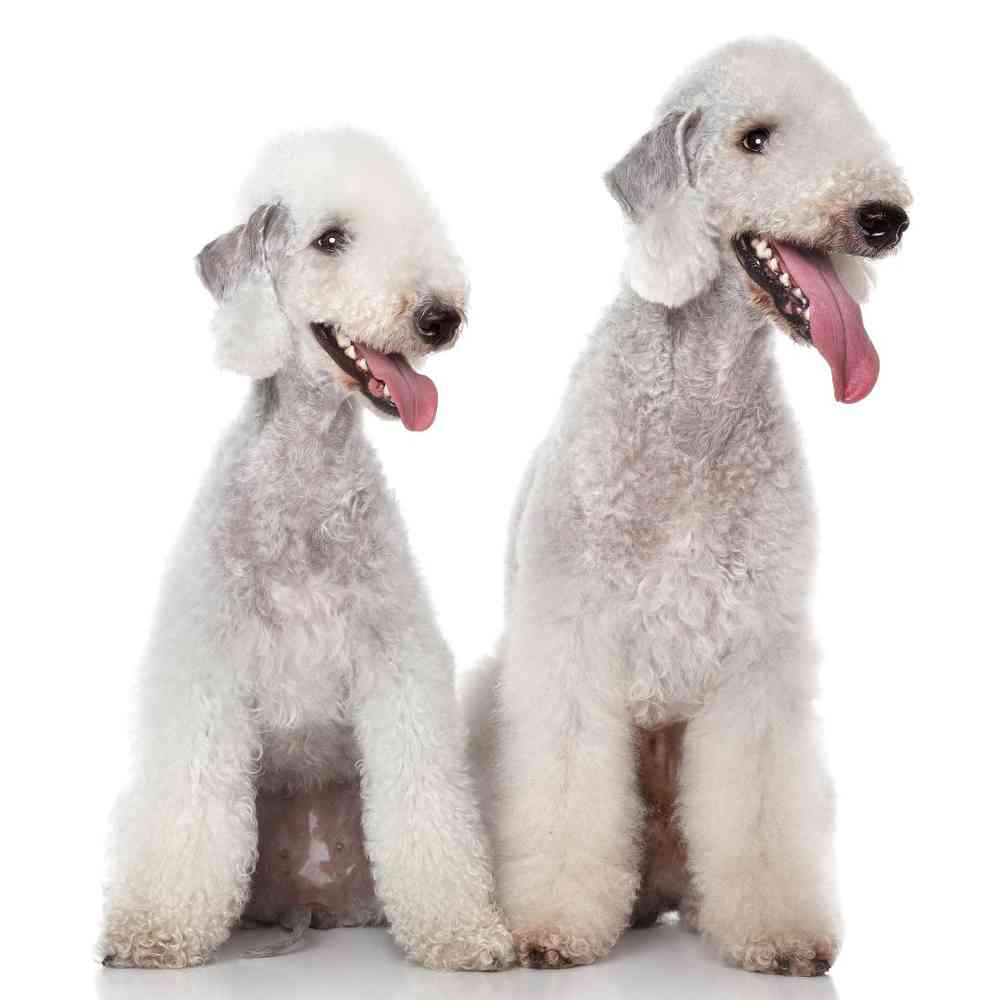 Bedlington Terrier Puppies for Sale