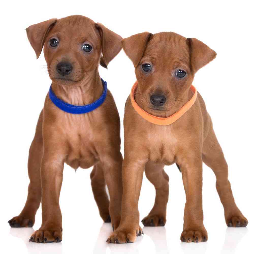 German Pinscher Puppies for Sale