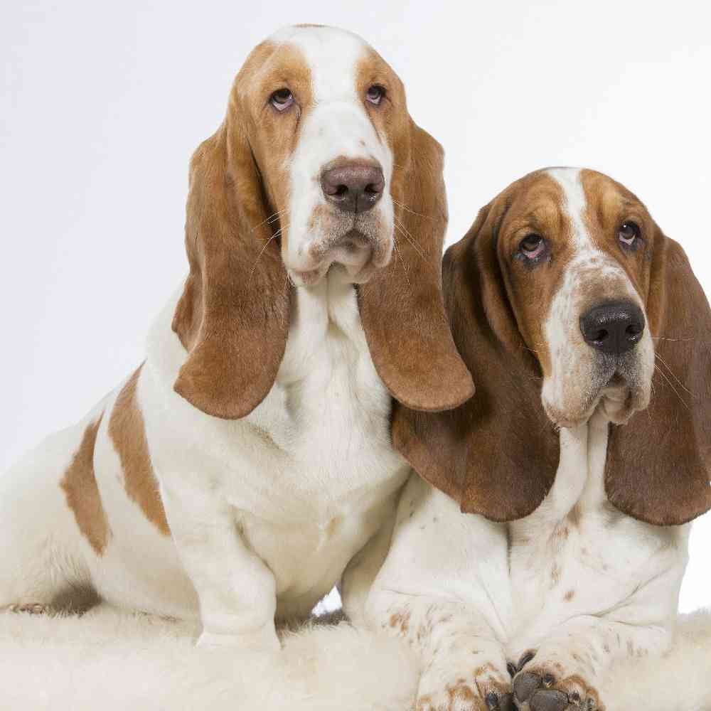 Basset Hound Puppies for Sale