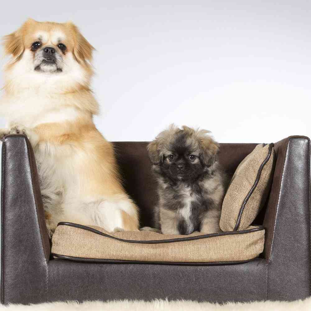 Tibetan Spaniel Puppies for Sale