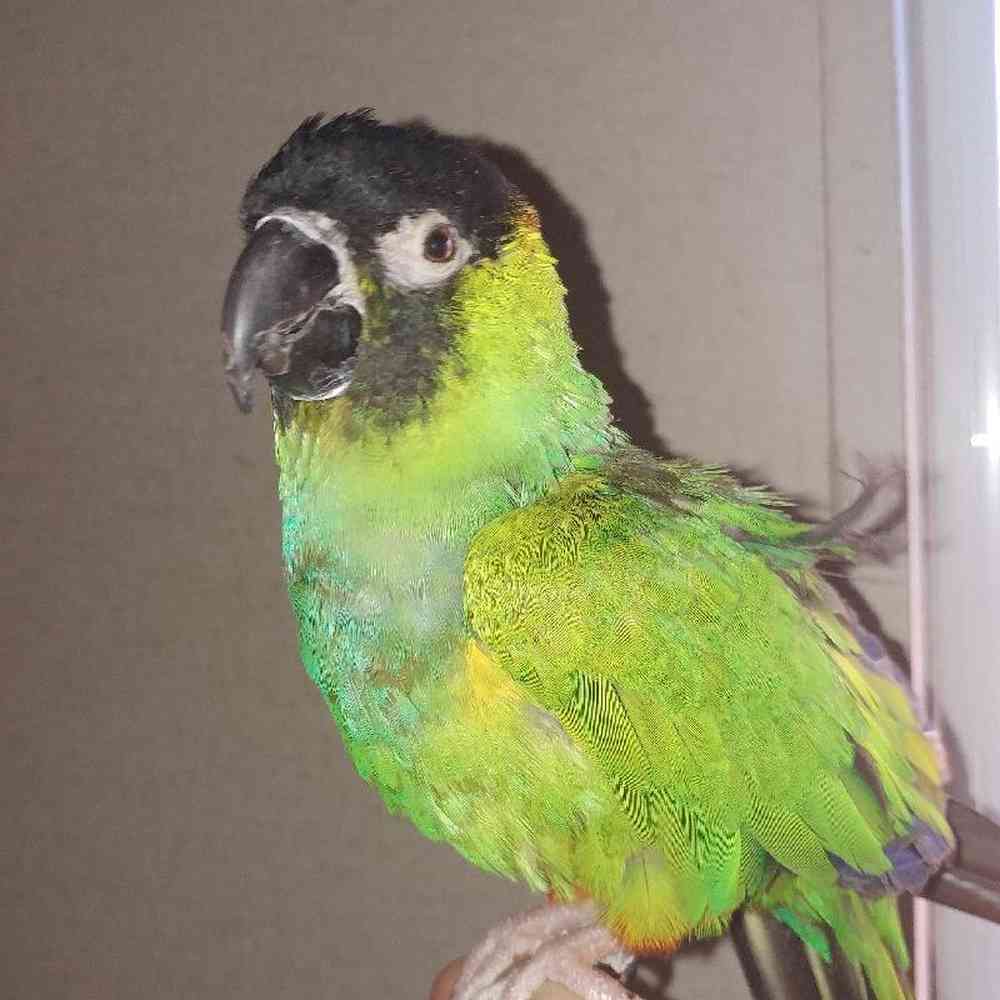 Male Conure Bird for sale