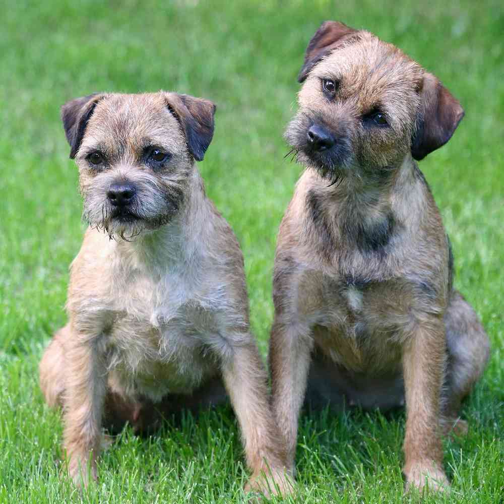 Border Terrier Puppies for Sale