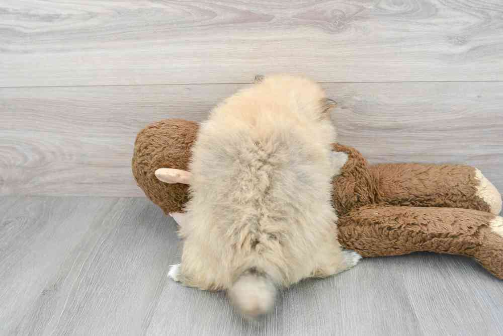 pomeranian-russ-9979676805640952.jpg