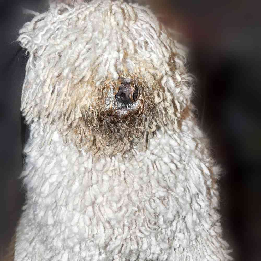 Komondor Puppies for Sale