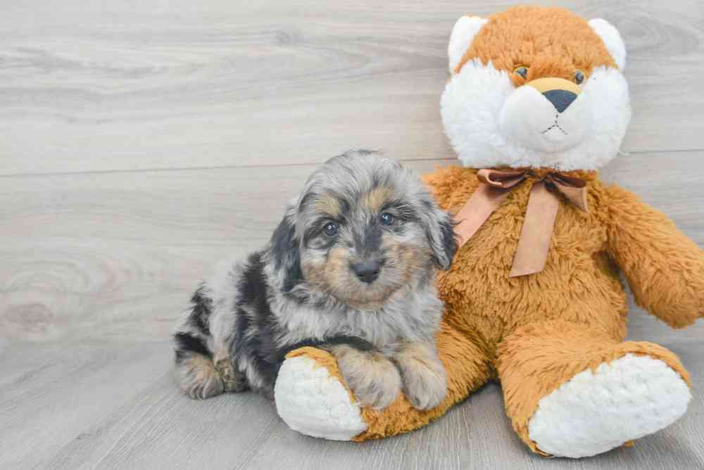 Mini Aussiedoodle image