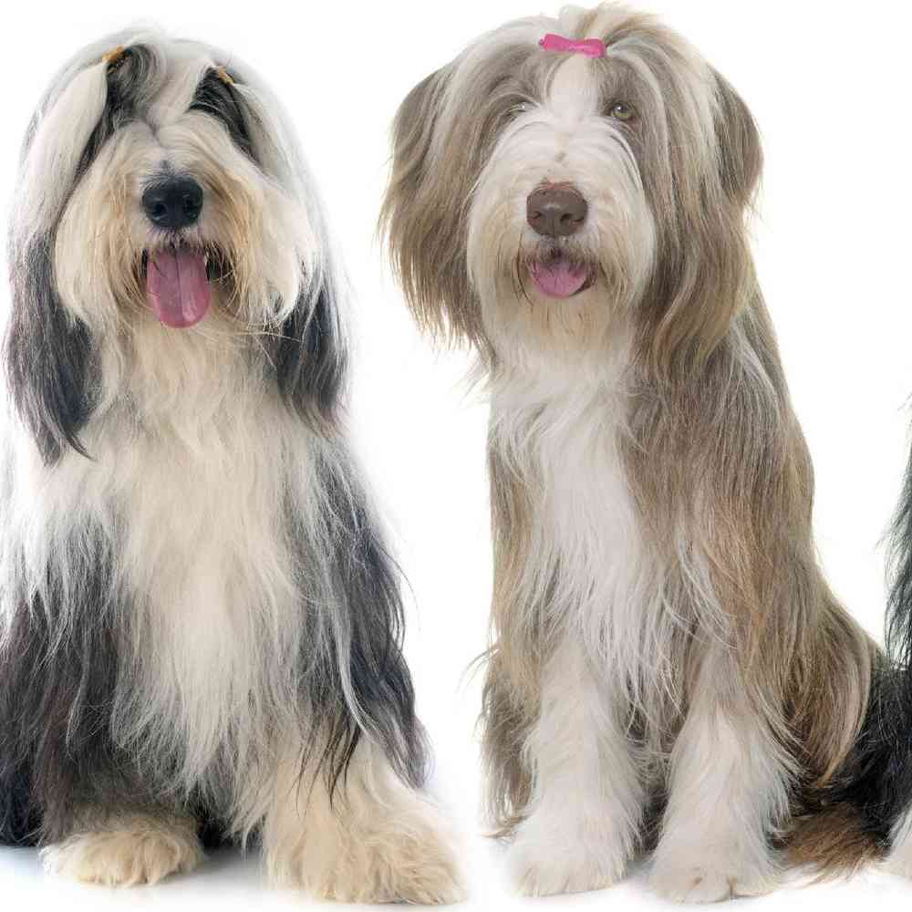 Bearded Collie Puppies for Sale