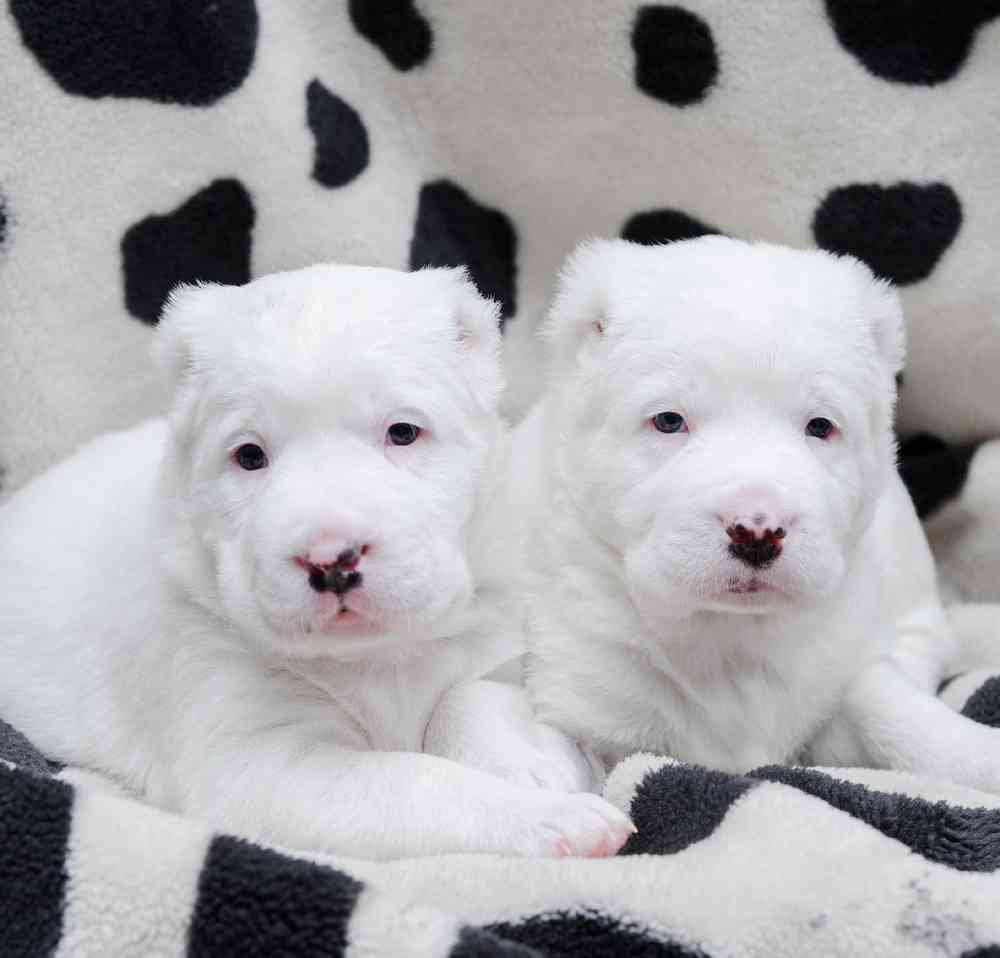 Central Asian Sheepdog Puppies for Sale