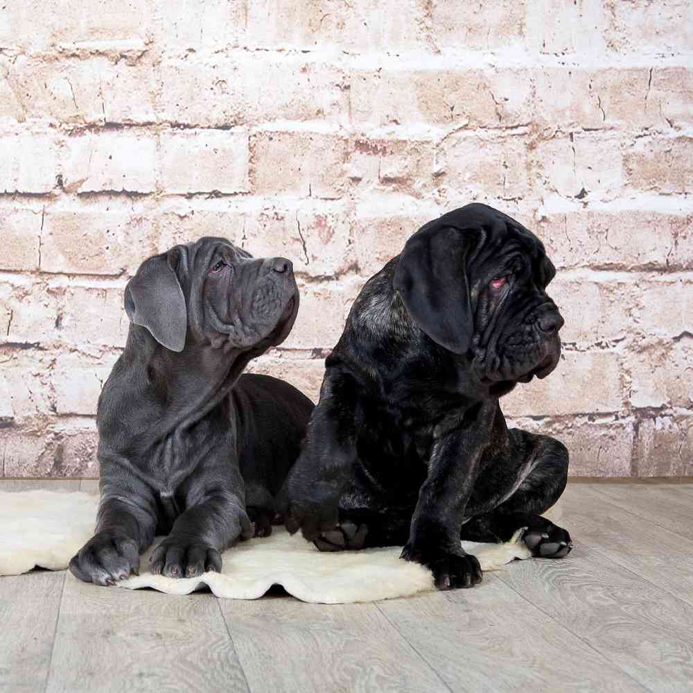 Bullmastiff Puppies for Sale