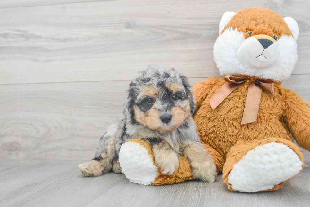 Mini Aussiedoodle image