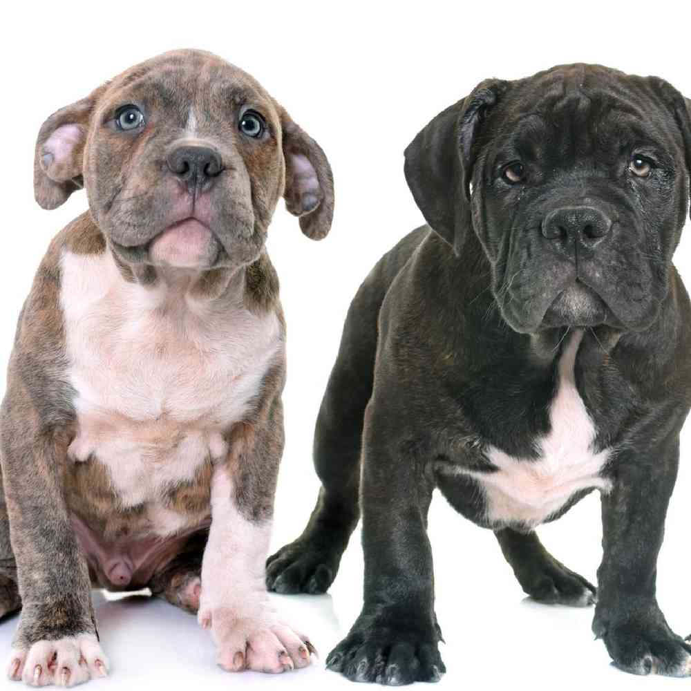 American Staffordshire Terrier Puppies for Sale