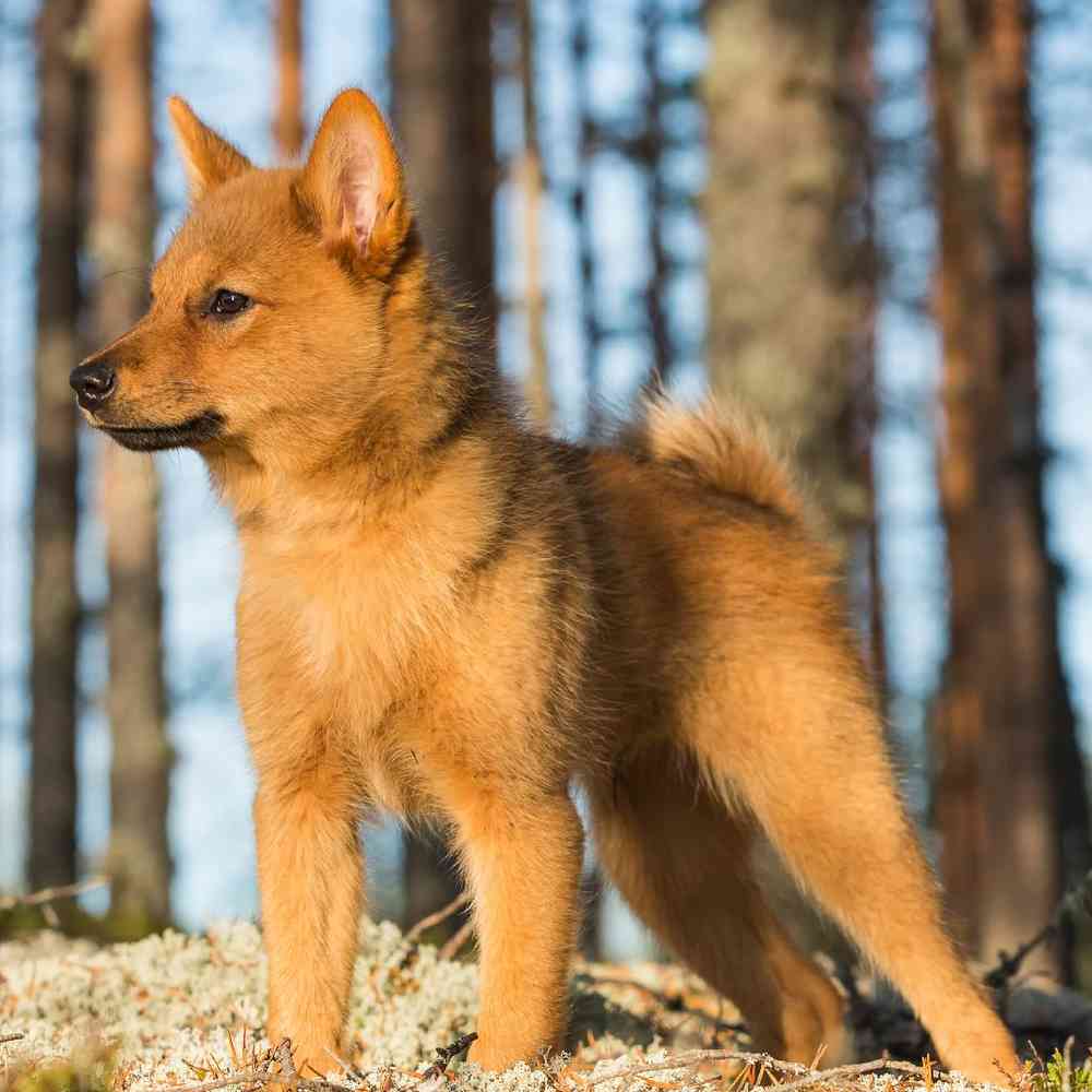 Finnish Spitz Puppies for Sale