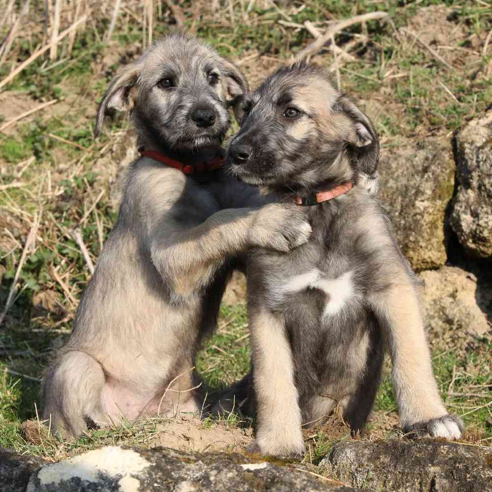 Irish Wolfhound Puppies for Sale