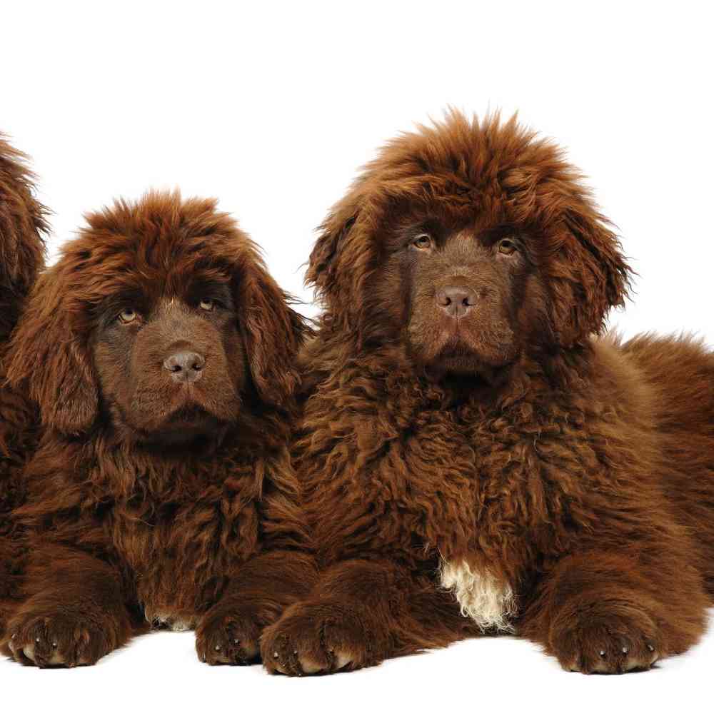 Newfoundland Puppies for Sale