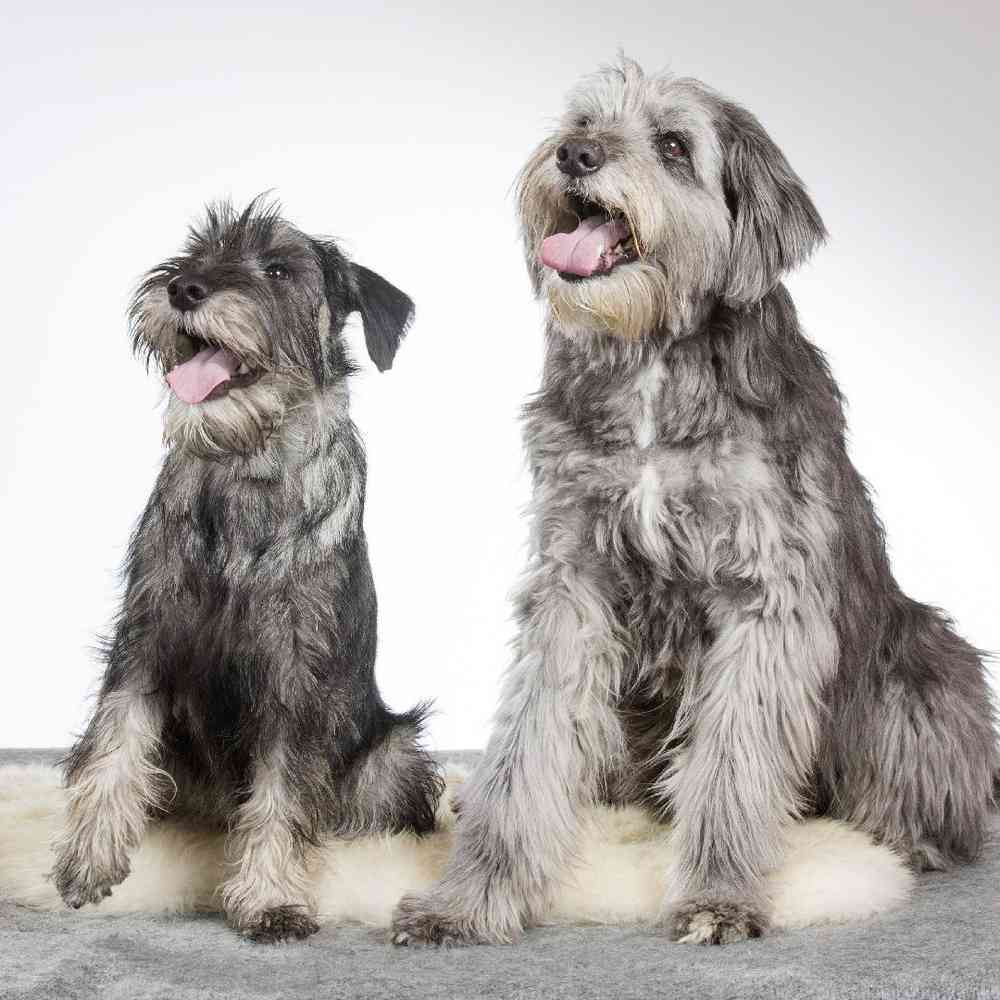 Standard Schnauzer Puppies for Sale