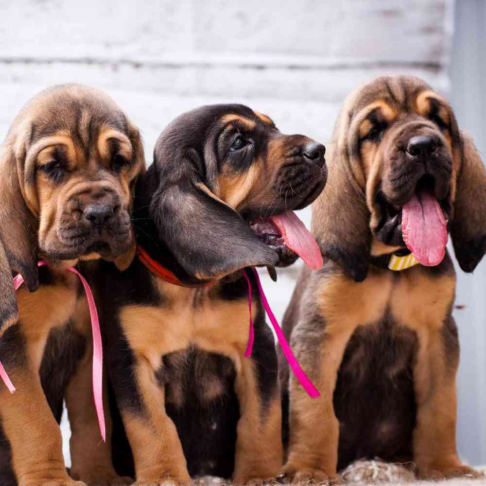 Bloodhound Puppies for Sale