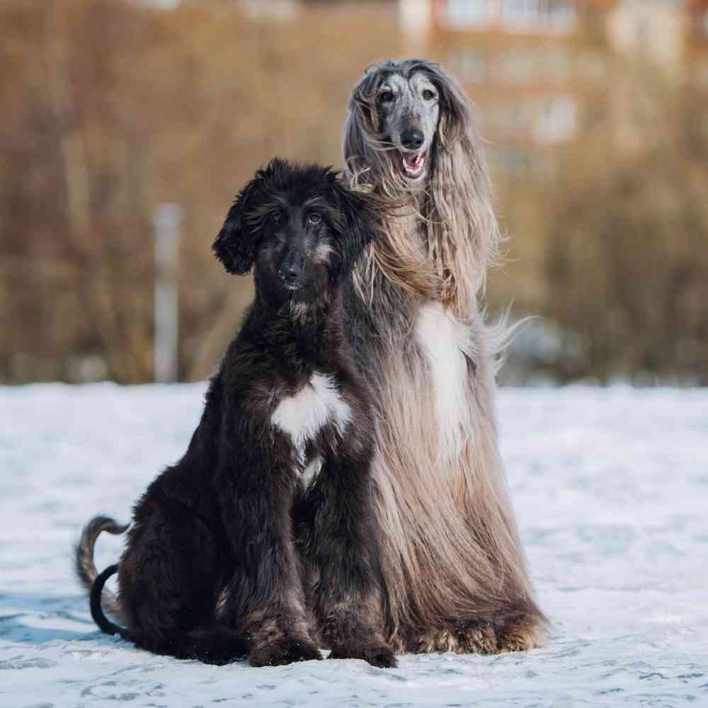 Afghan Hound Puppies for Sale