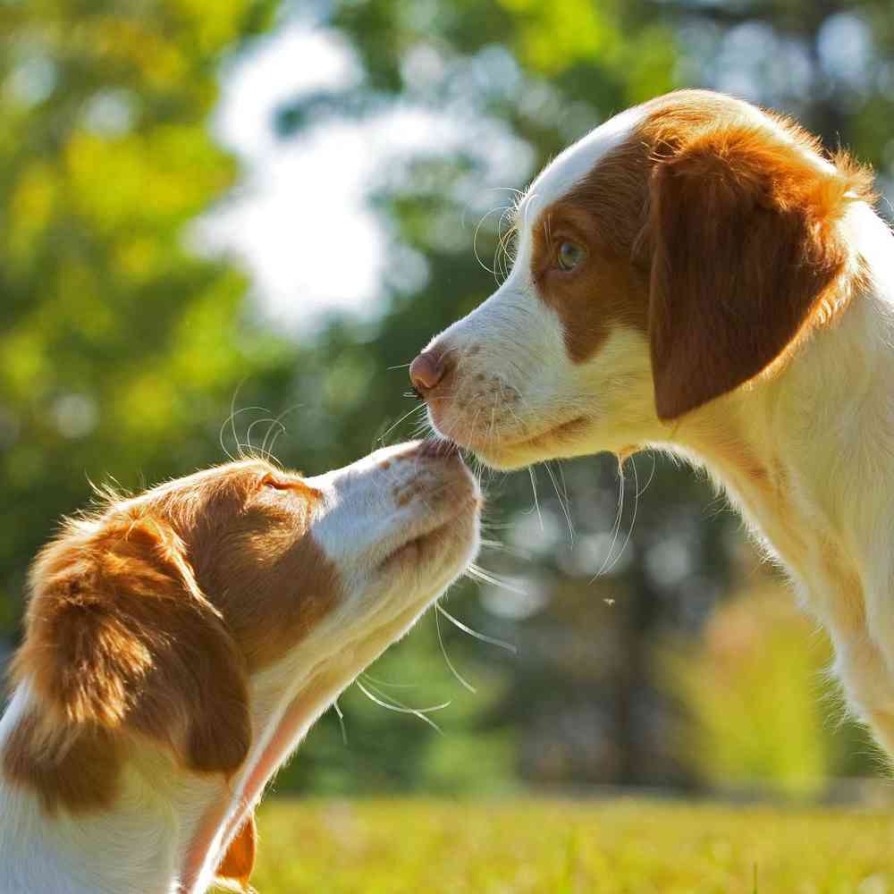 Brittany Spaniel Puppies for Sale