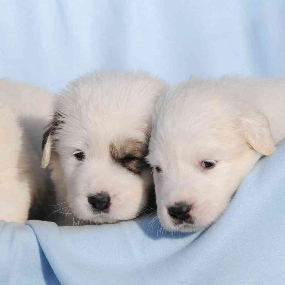 Great Pyrenees Puppies for Sale