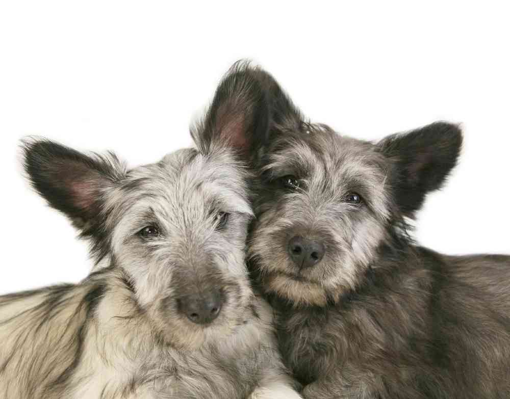 Skye Terrier Puppies for Sale