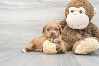 cavapoo-zale-985016325334981.jpg