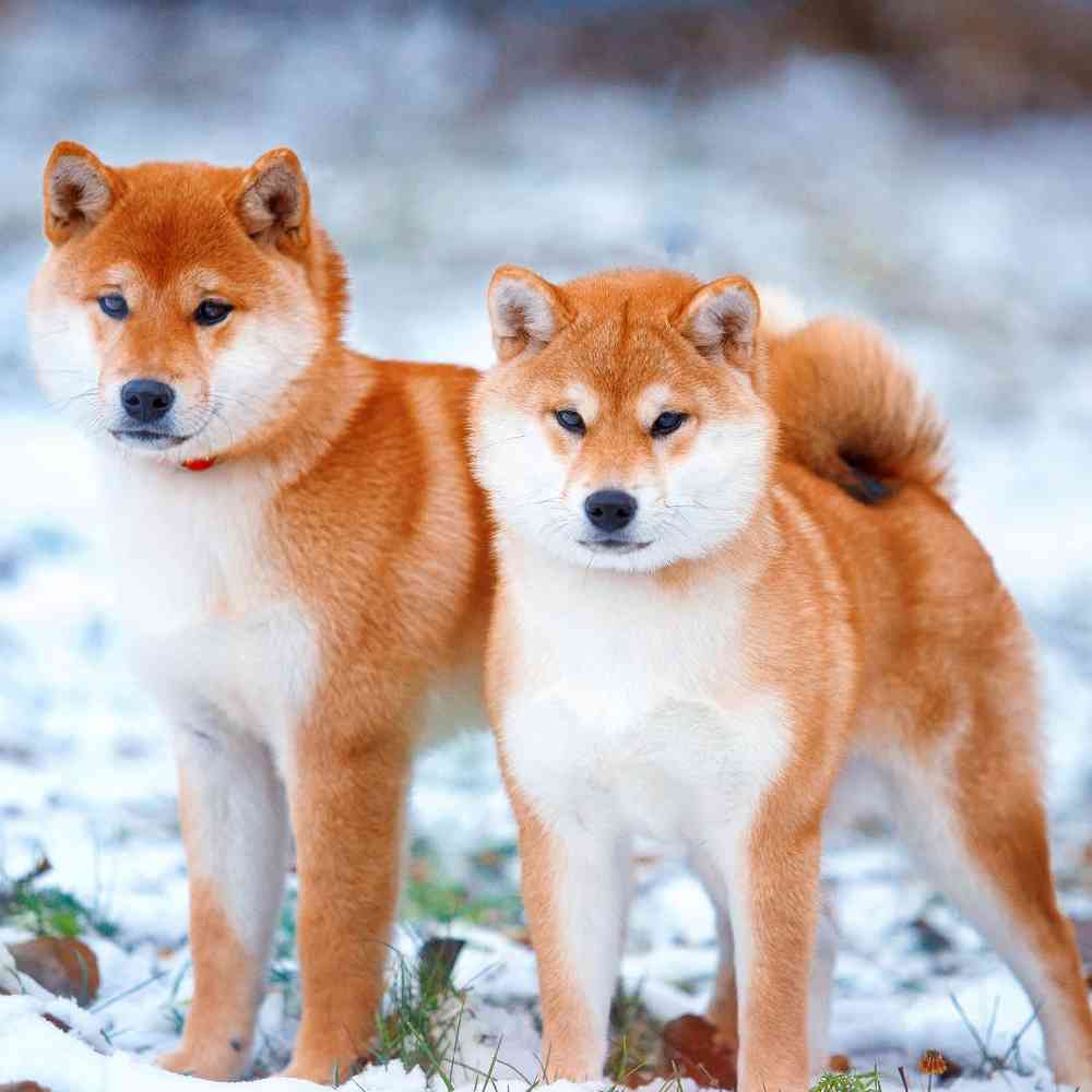 Shiba Inu Puppies for Sale