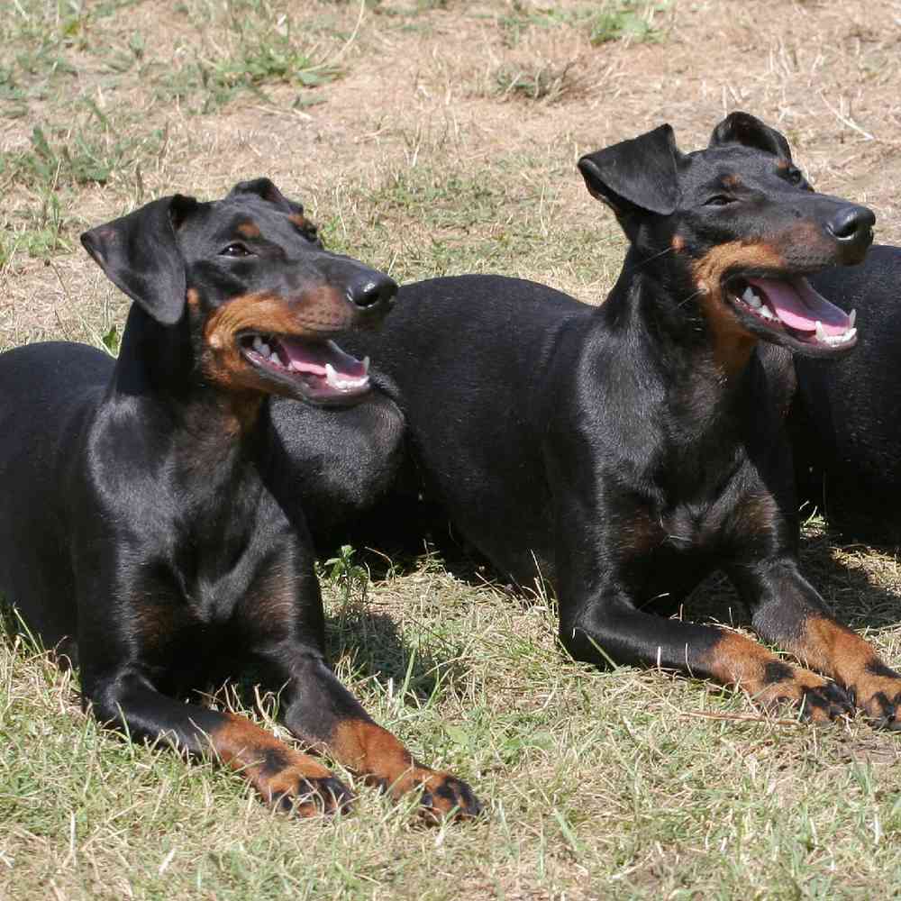 Manchester Terrier Puppies for Sale