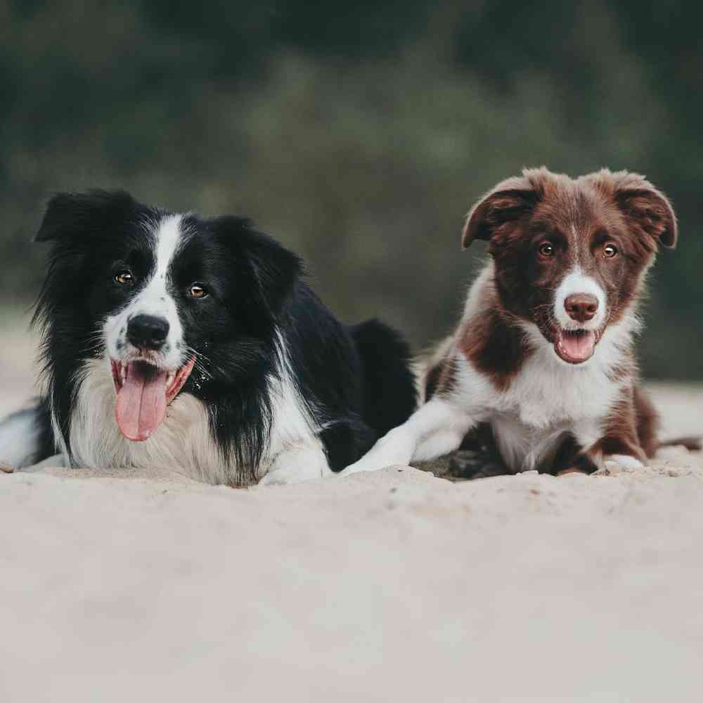 Border Collie Puppies for Sale