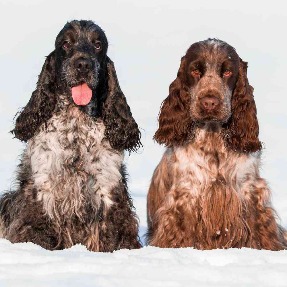 English Cocker Spaniel Puppies for Sale