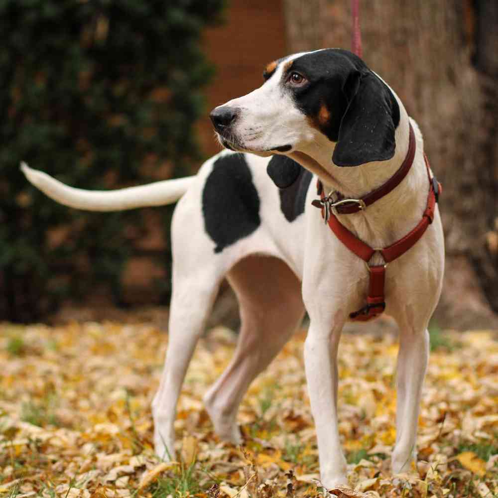 Treeing Walker Coonhound Puppies for Sale