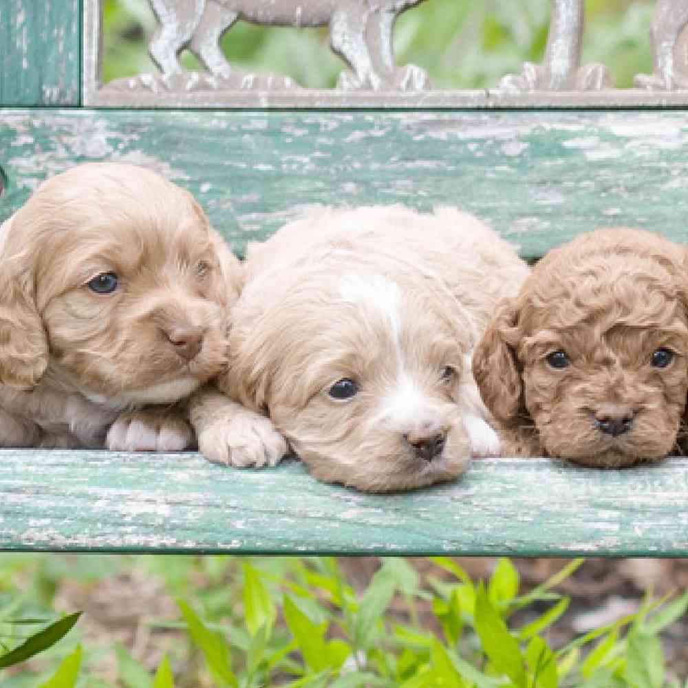 Cockapoo Puppies for Sale