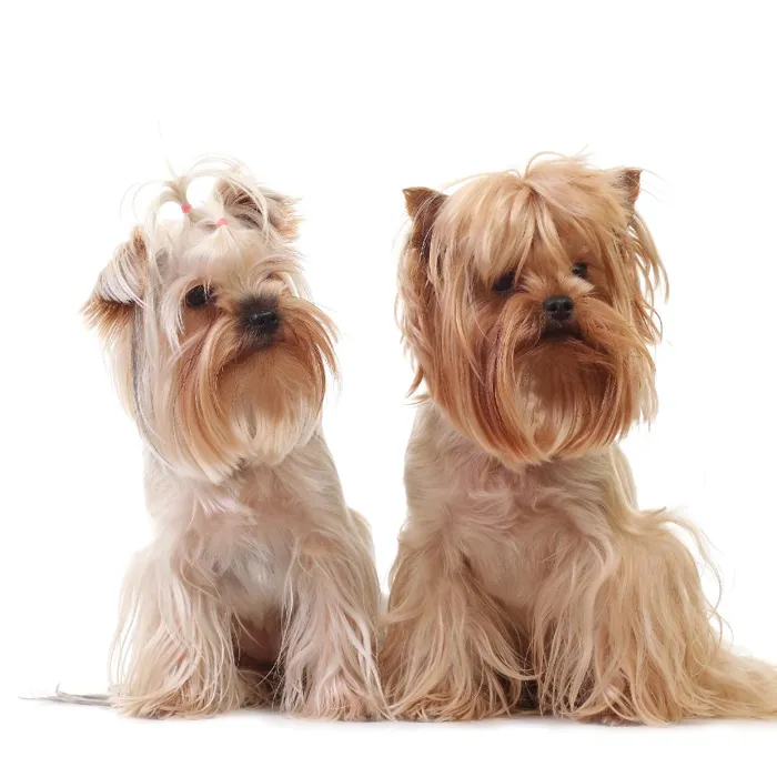 Yorkie image