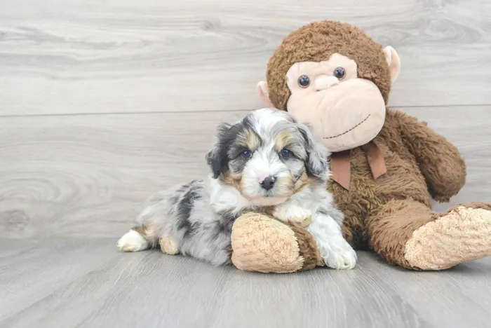 Mini Aussiedoodle image