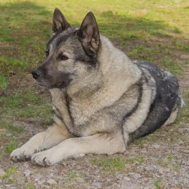 Norwegian Elkhound Puppies for Sale