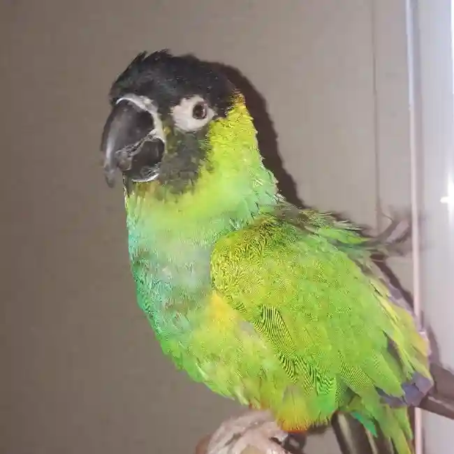 Male Conure Bird for sale