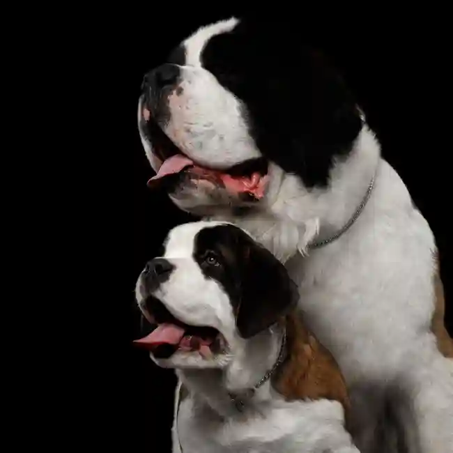 Saint Bernard Puppies for Sale