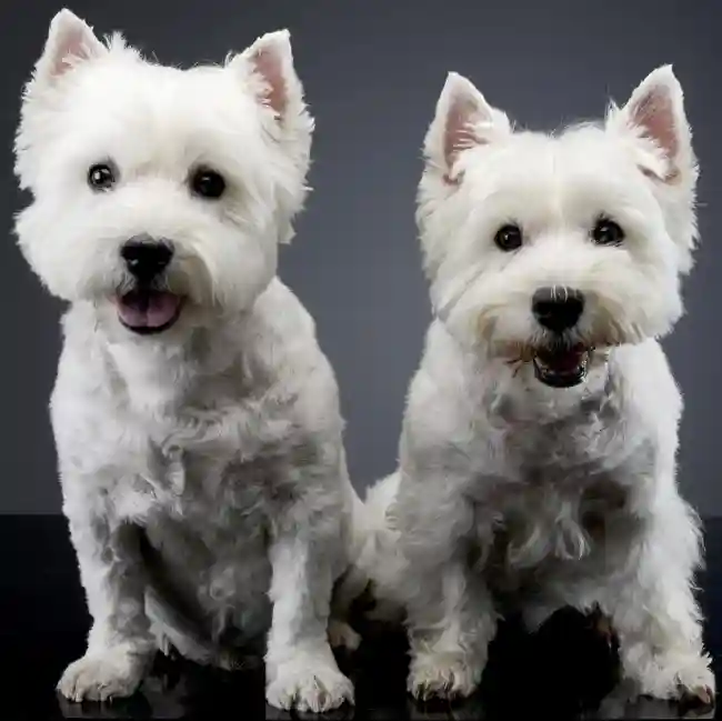 West Highland White Terrier Puppies for Sale