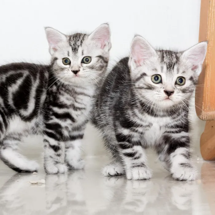 American Shorthair Kittens for Sale