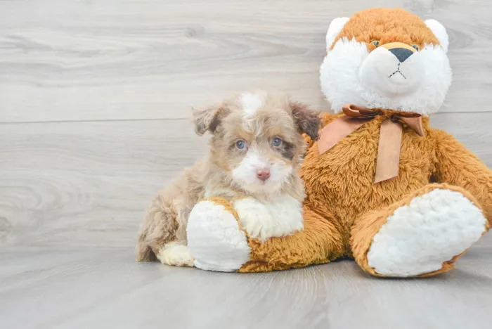 Mini Aussiedoodle image