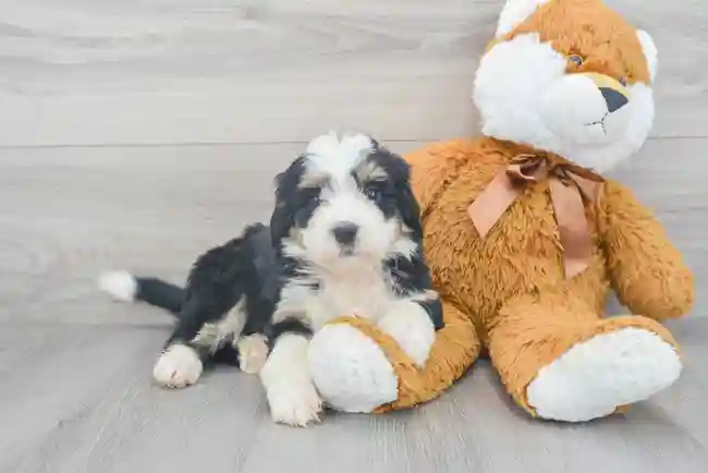 Mini Bernedoodle image